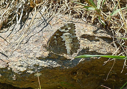 DMP_3259a Speckled Wood, sub sp. aegeria