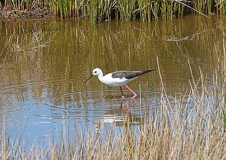 DMP_1798a Black-winged Stilt