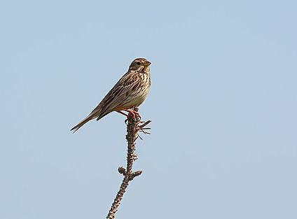 DMP_2146a Corn Bunting