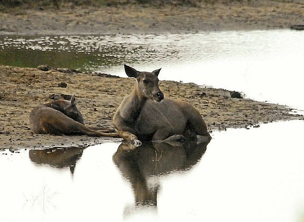 DSC_0752a Sambar Deer