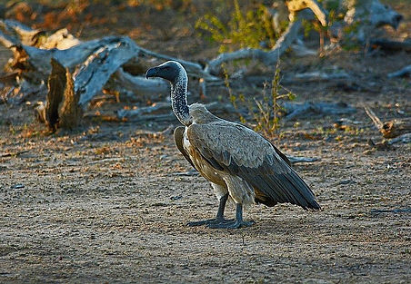 DMP_7538a White-headed Vulture