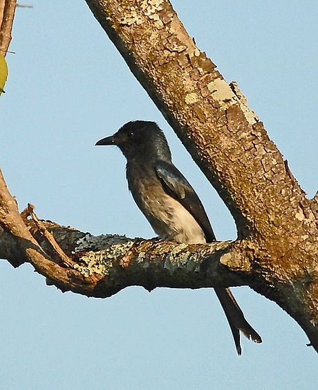 DSC_0258a White-bellied Drongo