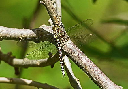 DMP_2374 Southern Hawker, Somerset