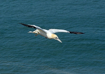 DMP_0775 Gannet, Bempton Cliffs, Yorkshire