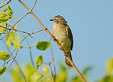 DSC_0200a White-browed Bulbul