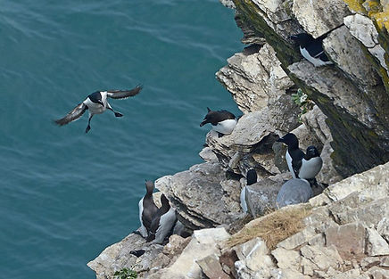 DMP_0690a Razorbills, Pembrokeshire