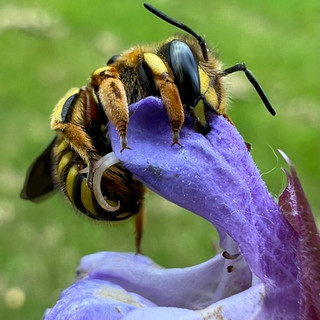 Wool Carder Bee - Christine McDonald.jpeg