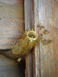 Stingless bees