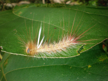 Fuzzy caterpillar