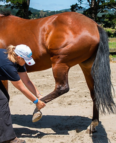Horse Treatment Equine Physio NZ