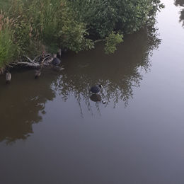 Zelfreflectie (met een meerkoet)