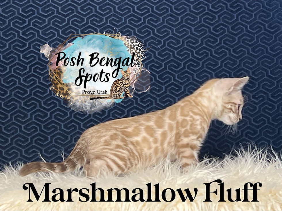 Marshmellow Fluff 3