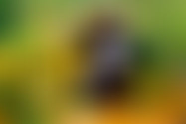 Terapia natural: Las plantas medicinales de una mujer