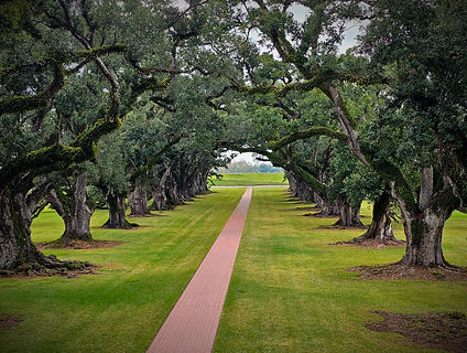 oak alley_edited.jpg