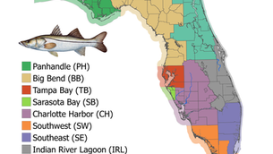 Snook Management Northeast Region & Regulations