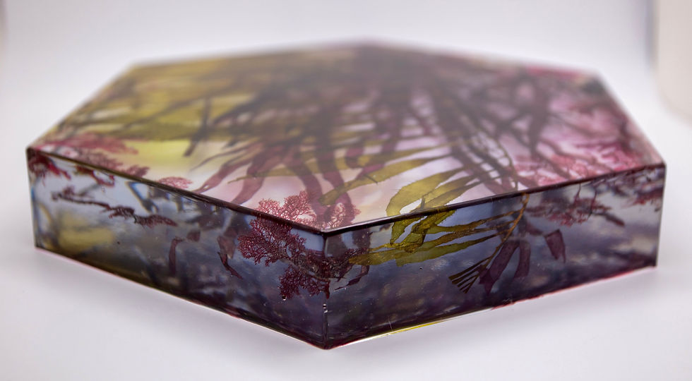 Thumbnail: Kelp Forest Hexagon Scene