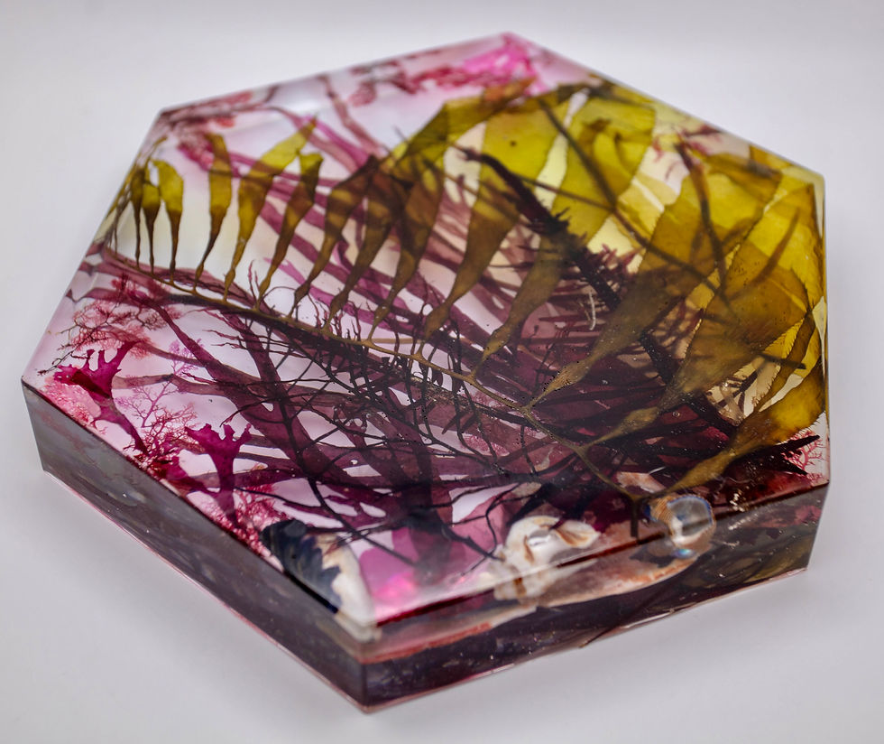 Thumbnail: Kelp Forest Hexagon Scene