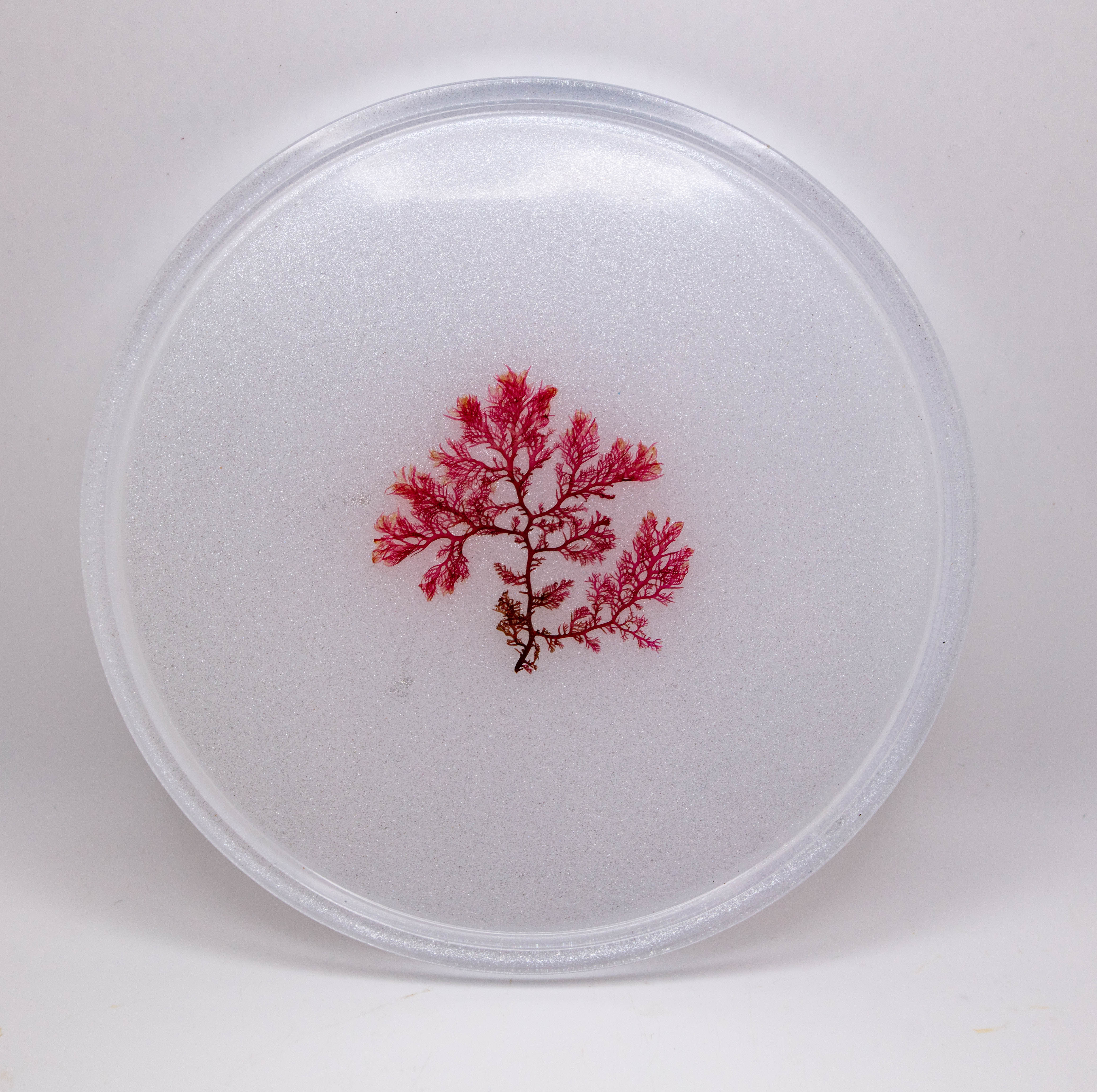 Red Algae Tray