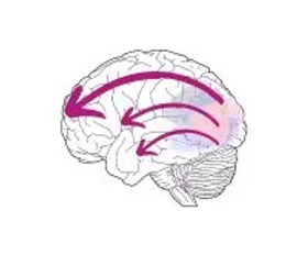 cerveau fleche.png