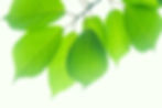 新緑