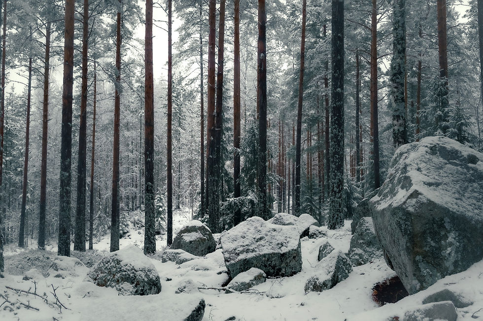 Walking in the soft snow of the forest has a powerful healing effect on your mind