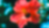 seq_hibiscus_mj.jpg