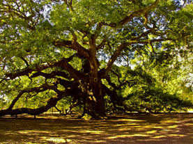 Lazy Oaks 
