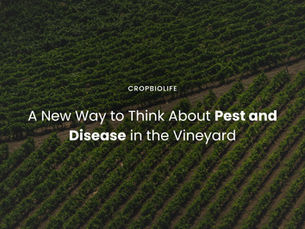 A New Way to Think About Pest and Disease in the Vineyard