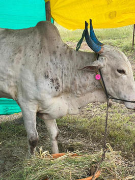 Cow 1 day 1.jpeg