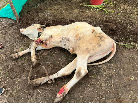 Cow 3 Day 1.jpeg