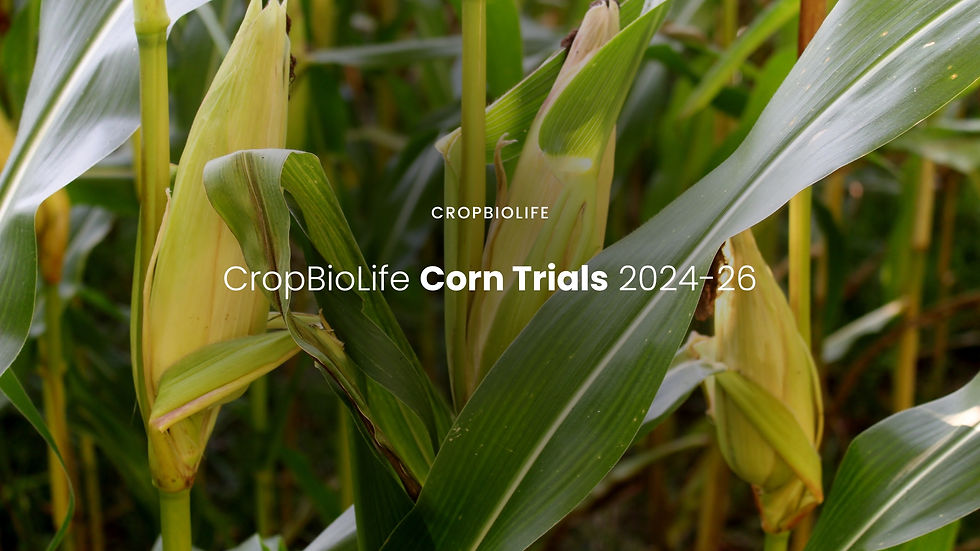 News: CropBioLife Corn Trials 2024-26