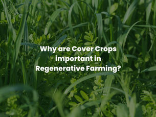 Why Cover Crops are Important in Regenerative Farming