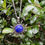 Thumbnail: Silver necklace with a blue stone pendant among green leaves background