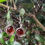 Thumbnail: Silver earrings with red stones hanging on a leafy branch background