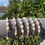 Thumbnail: Six beaded pearl bracelets displayed on a gray cushion, outdoor background.