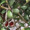 Thumbnail: Silver earrings with red stones hanging on a green leafy branch