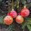 Thumbnail: Four Christmas ornaments with snowflake designs on evergreen branches.