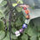 Thumbnail: Colorful chakra bead bracelet resting on green leaves, close-up, outdoors