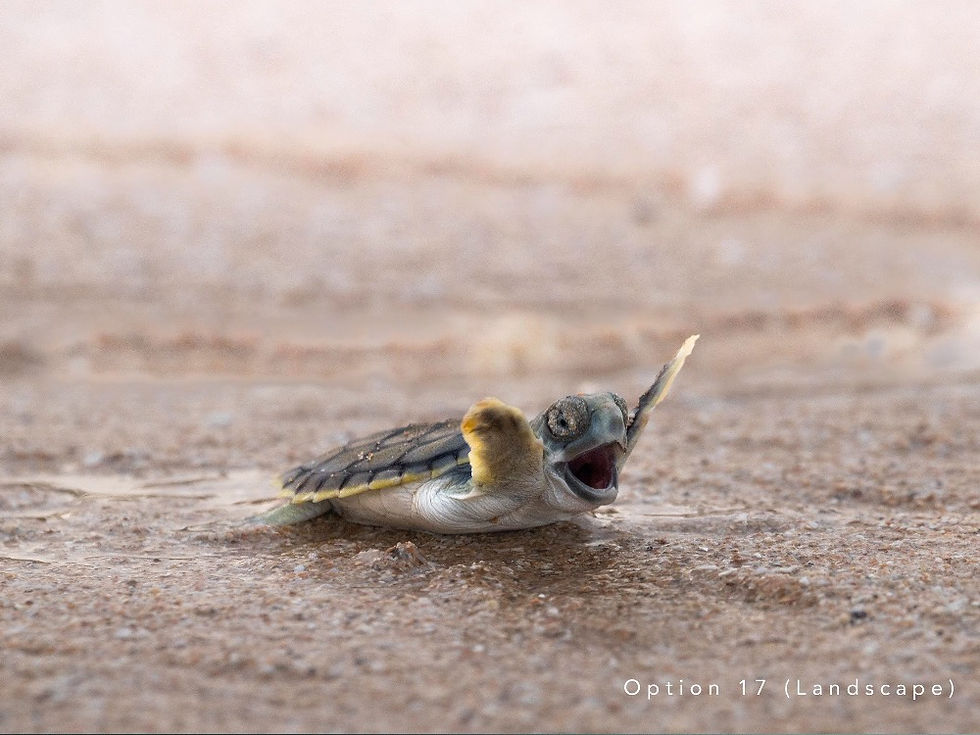 Thumbnail: Marine Collection (2)