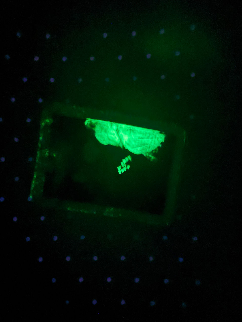 Thumbnail: “Angler Fish #1”