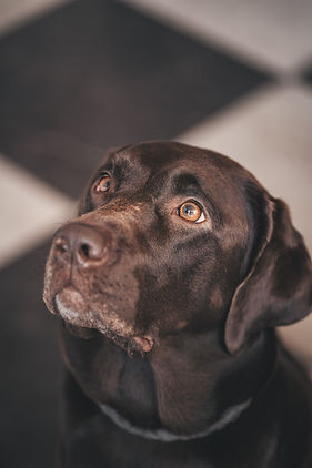 Nahaufnahme eines braunen Labradors, der aufmerksam nach oben schaut. Die Augen des Hundes sind warm und ausdrucksstark, während das weiche Fell in dunklen Braun- und Schokoladentönen erscheint. Im Hintergrund sind unscharfe geometrische Formen auf dem Boden zu sehen.