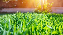 healthy lawn