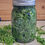 Thumbnail: newly infused - fresh cleavers plant inside a jar of alcohol