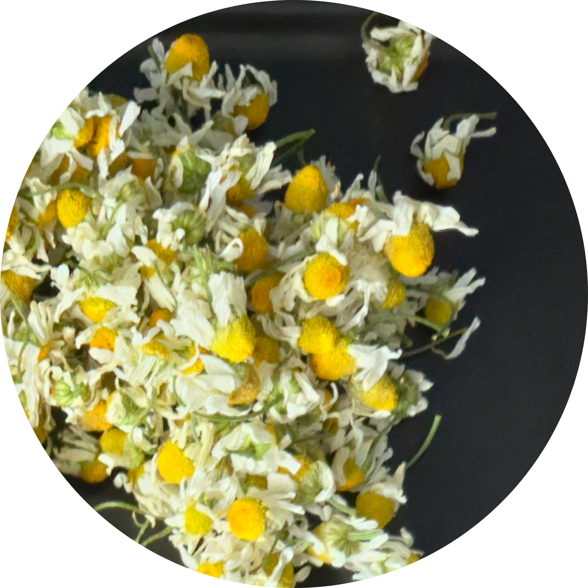 Organic German Chamomile | Non-GMO | Antioxidant| Skin Soother