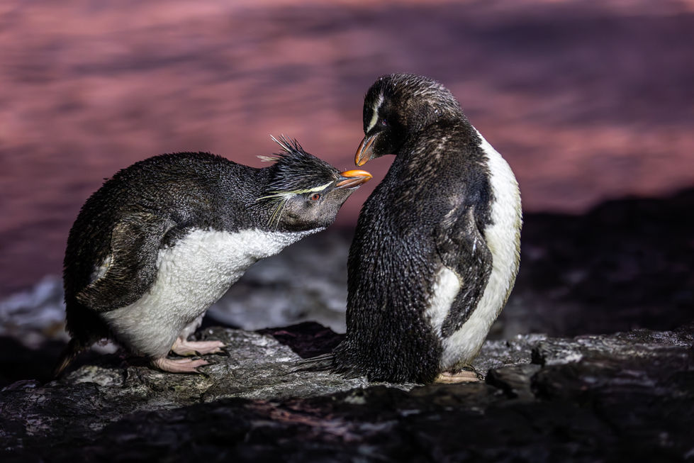TITEUX-D-Gorfous_sauteurs_-_Spot_Nature_2024