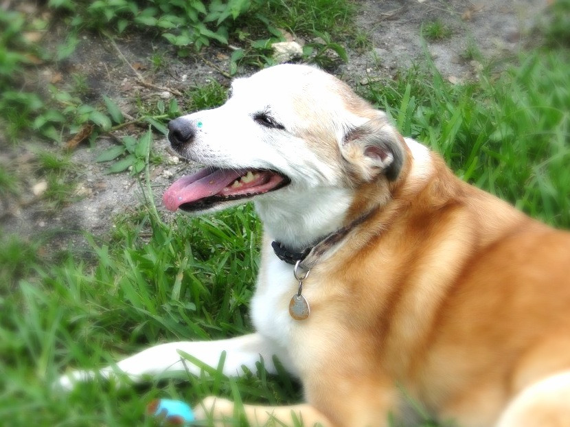 RIP Chloe