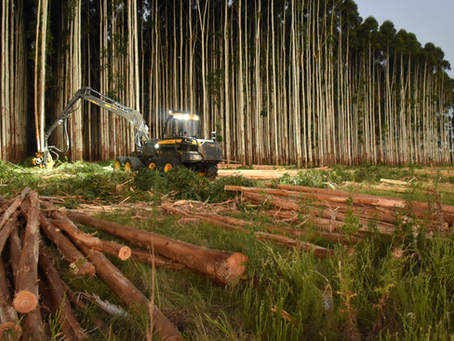 Extração vegetal cresce 13,0% e gera R$ 7,0 bilhões em valor de produção em 2024
