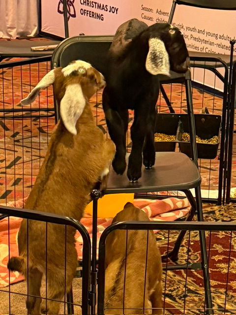 Baby Nubian Goats at APCE Marketplace