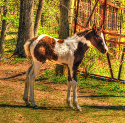 Baby Horse ldi WM.jpg