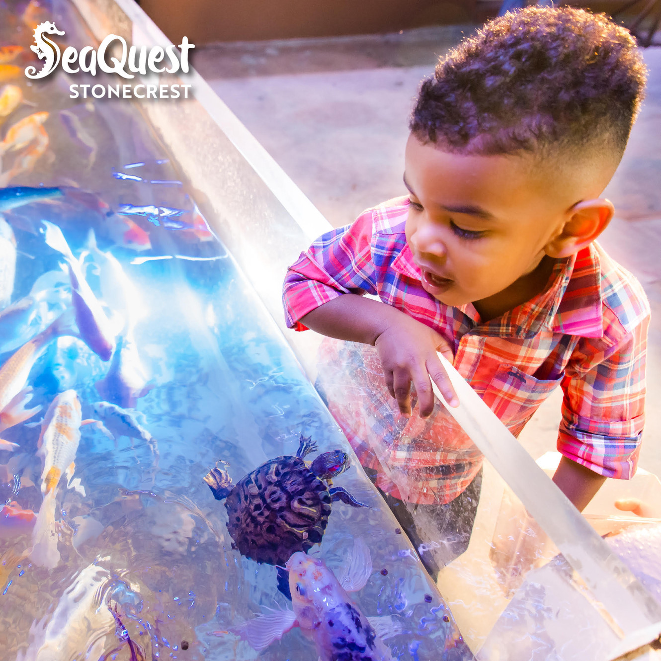 PRODUCTS SeaQuest Stonecrest